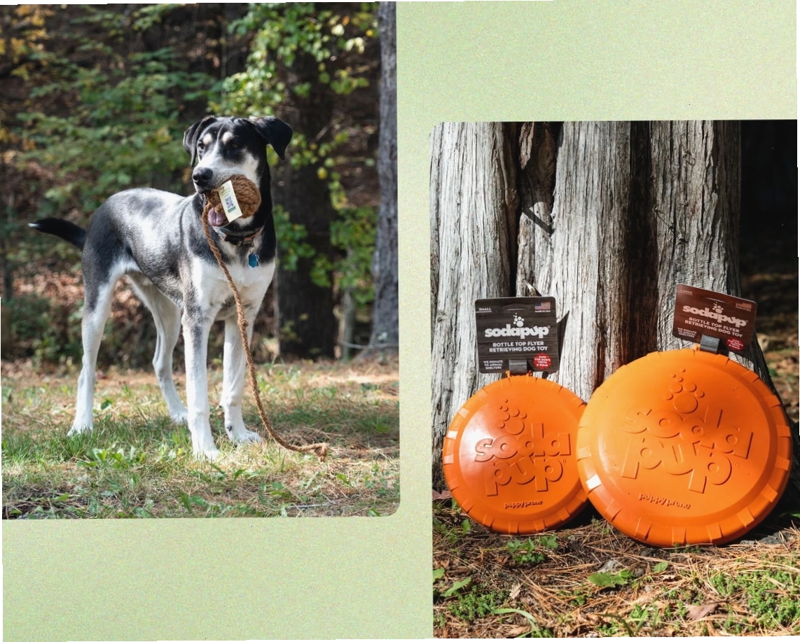 Test dog playing with eco-friendly toys