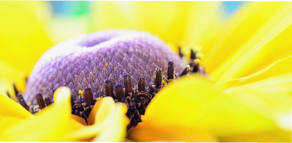 Cánh hoa vàng rực rỡ dưới ống kính macro